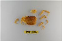 藏品(太魯閣澤蟹)的圖片